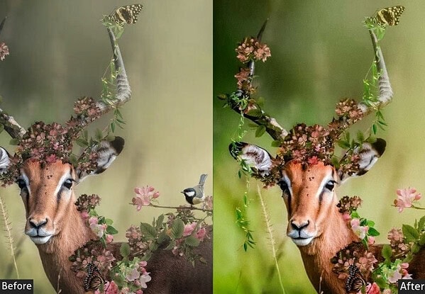Flash Film Nature