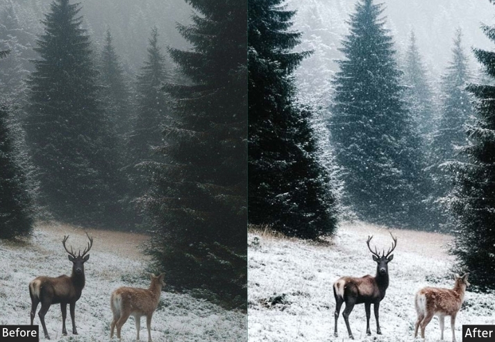 Winter Fresh Nature