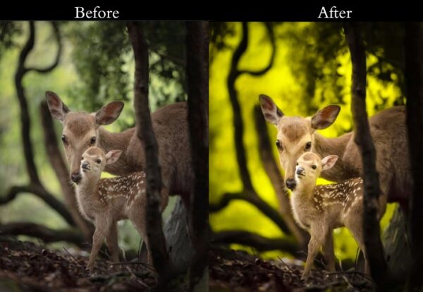 50+ Nature Presets - Image 3