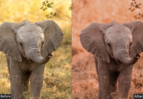 Elephant in natural habitat with enhanced warm tones using wildlife Lightroom preset for vibrant, National Geographic-like shots.