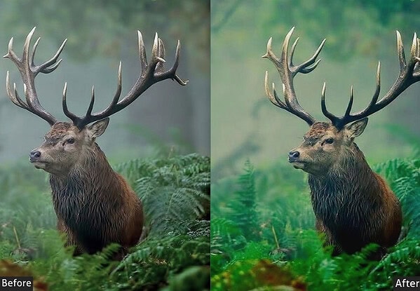 A majestic elk with large antlers in a lush green forest, showcasing before and after effects of wildlife Lightroom presets.