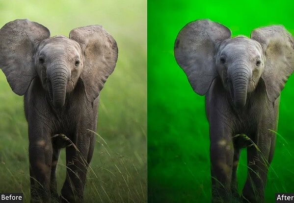 Elephant photo before and after applying wildlife Lightroom preset, showcasing enhanced green background and vivid details.