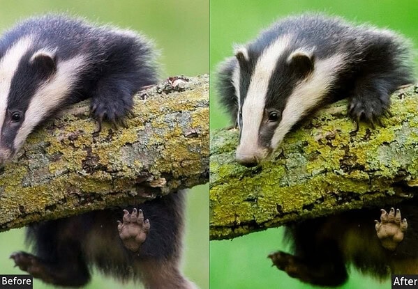 Comparison of wildlife photos before and after applying Lightroom presets, highlighting enhanced colors and details for National Geographic-like shots.