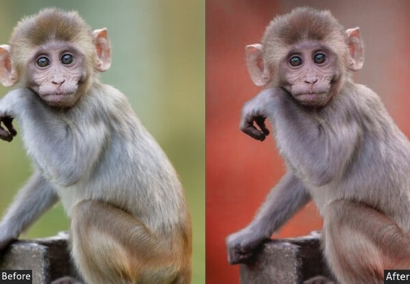 Side-by-side comparison of a young monkey before and after applying wildlife Lightroom presets, highlighting enhanced colors and details for nature shots.