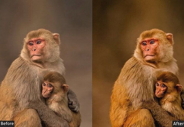 Comparison of before and after applying wildlife Lightroom presets on monkeys for enhanced natural colors and details.