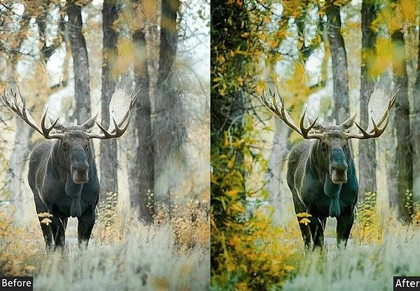 Comparison of wildlife photo before and after applying Lightroom presets, highlighting enhanced colors and details in forest scenery with a majestic moose.