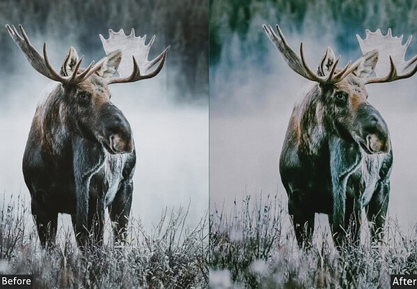 Comparison of wildlife photo before and after applying Lightroom preset, showcasing enhanced colors and details in a moose in its natural habitat.
