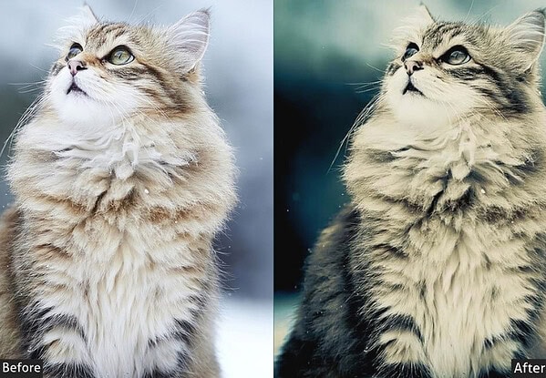 Blue Tone Pet