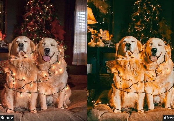 Filmy Pet