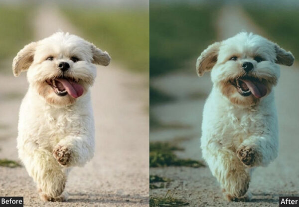 50+ Pet Presets - Image 35