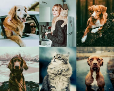 75+ Pet Presets Bundle