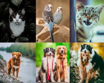 Pet Presets