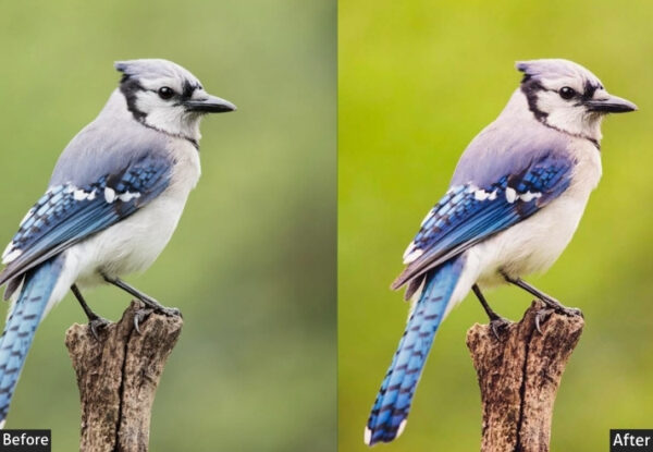 50+ Fujifilm Presets - Image 53