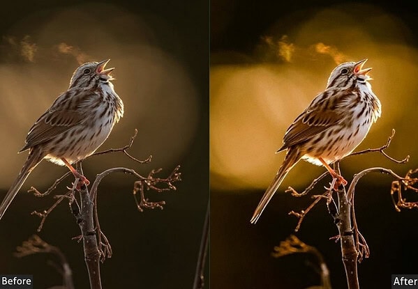 Comparison of bird photos before and after applying Lightroom presets for sharp, colorful, and cinematic effects.