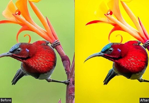 Yellow Tone Bird