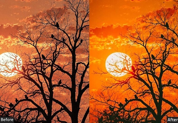 Sunset scene with silhouetted trees and vibrant orange sky, showcasing the effect of a Lightroom preset for enhanced color grading.