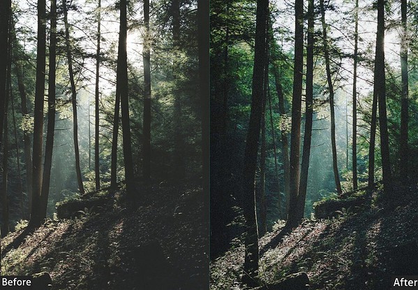 Comparison of forest scene before and after applying Kodak Portra Lightroom presets, highlighting enhanced colors and mood.