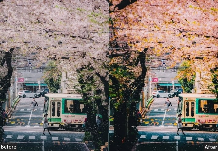 Cherry Blossom Glow Japan