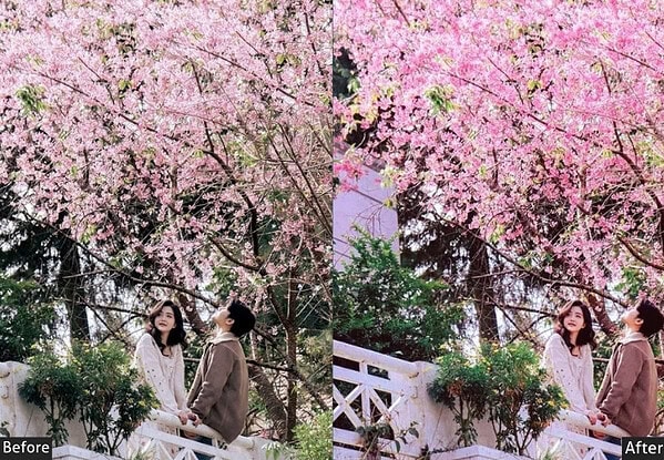 Two women enjoying cherry blossom viewing under pink sakura trees in Japan, captured with vibrant colors and soft lighting.