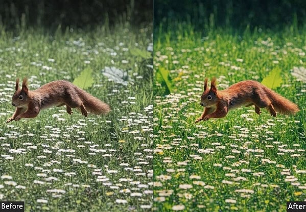 Comparison of a squirrel in a field of flowers before and after applying landscape Lightroom presets for outdoor photography enhancement.