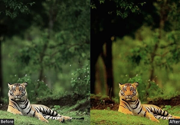 Before and after comparison of a tiger in a lush green forest using landscape Lightroom presets for outdoor photography enhancement.